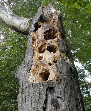 Genetically-Engineered Trees Can Dissolve Themselves into Fuel