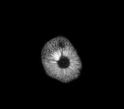 What do fruits and vegetables look like inside an MRI? Short answer: "Whoa."