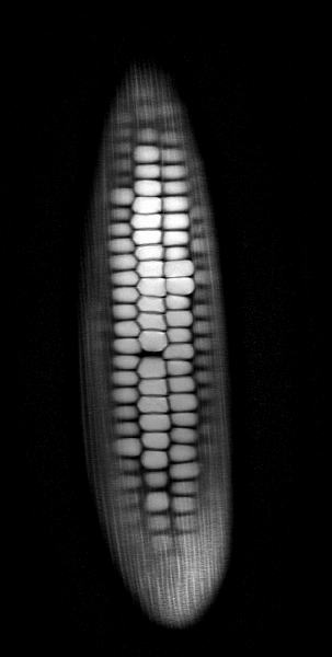 What do fruits and vegetables look like inside an MRI? Short answer: "Whoa."