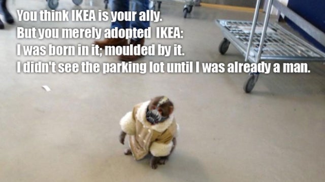 The Best of Ikea Monkey, the Meme
