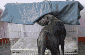 The First GIF Search Engine Is Hilariously Bad