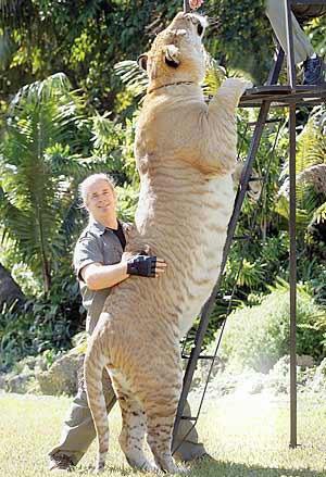 When Ligers Attack