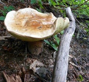 Dried Mushrooms Could Stop Global Warming, Say Scientists