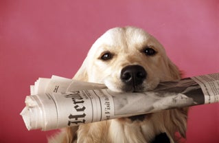 Old Newspapers Had Enough News to Kill a Dog