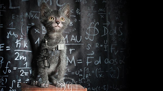 Humans create cat werewolves—and they're very cute and very spooky