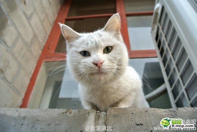 The Cats of China&#39;s Forbidden City