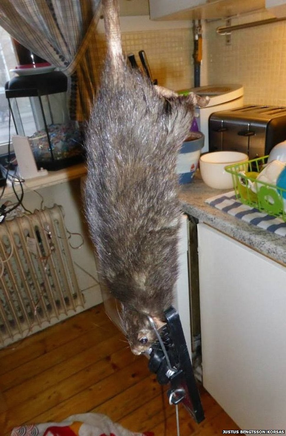 Ratzilla, the 16-Inch "Rat From Hell," Finally Captured in Sweden