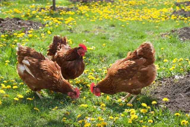 You'll Never Believe All The Things Made Out Of Chicken Feathers