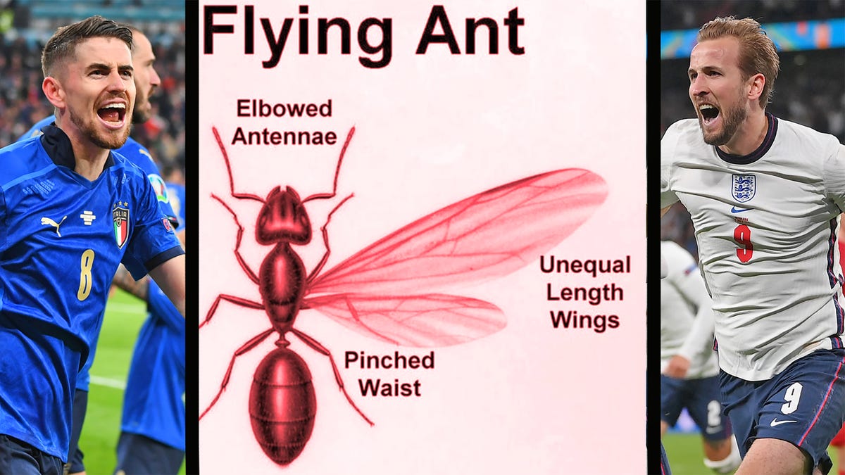 Flying Ant Day 2021: What time is the Euro 2020 Final? 1 Flying Ant Day 2021: What time is the Euro 2020 Final?