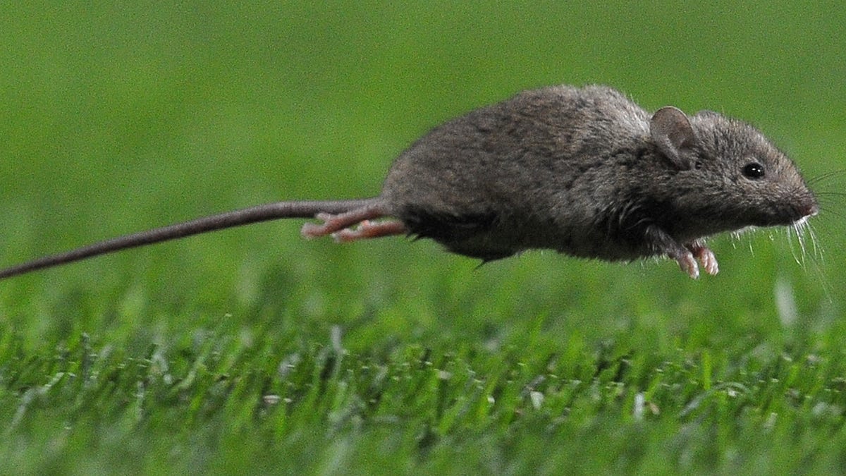 Крыса убегает