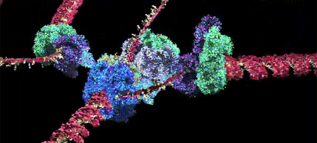 Mind-blowing video shows how humans are basically bad copies of amoebas