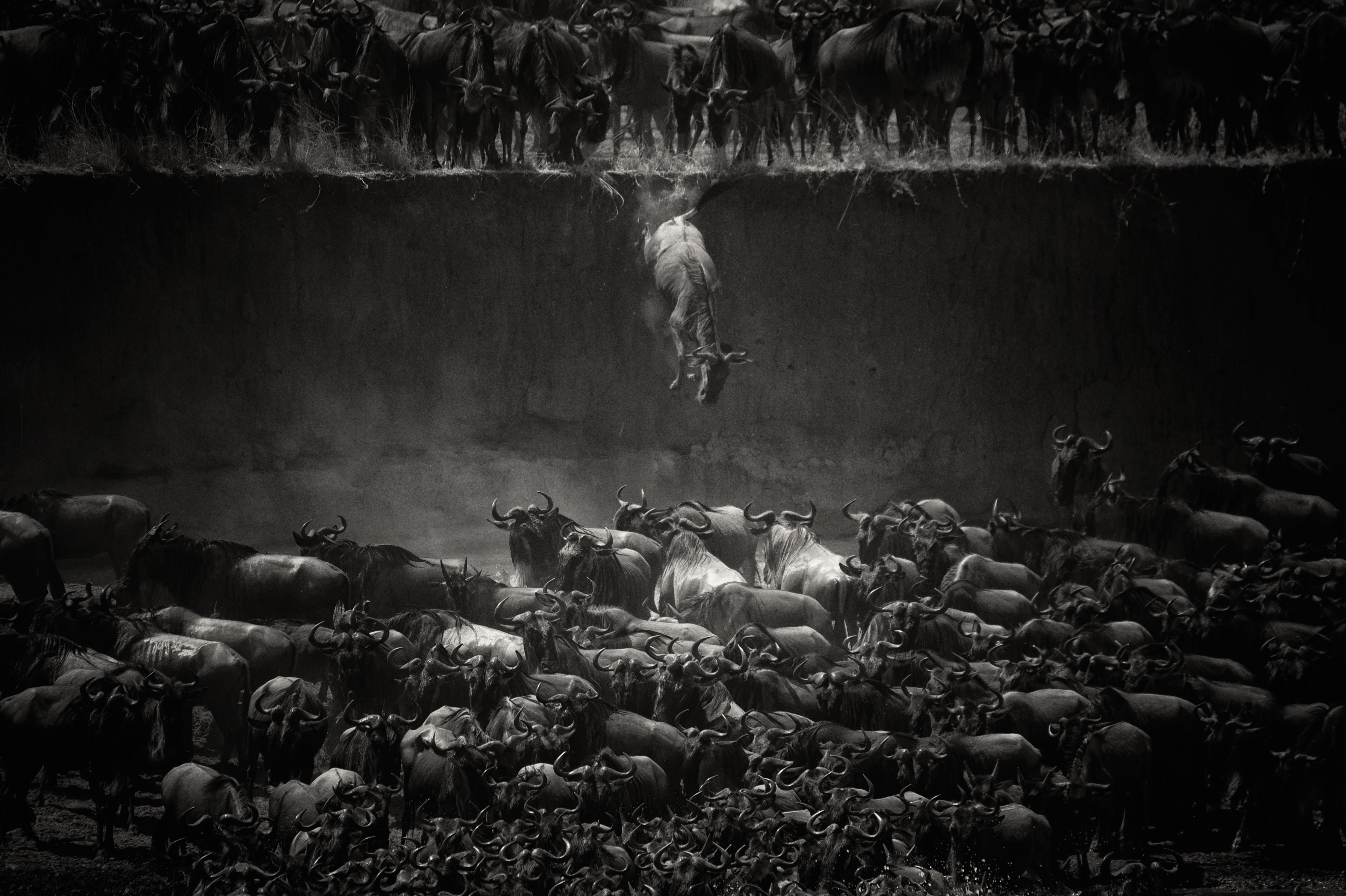 Las Impresionantes Fotos Ganadoras Del Concurso De National Geographic