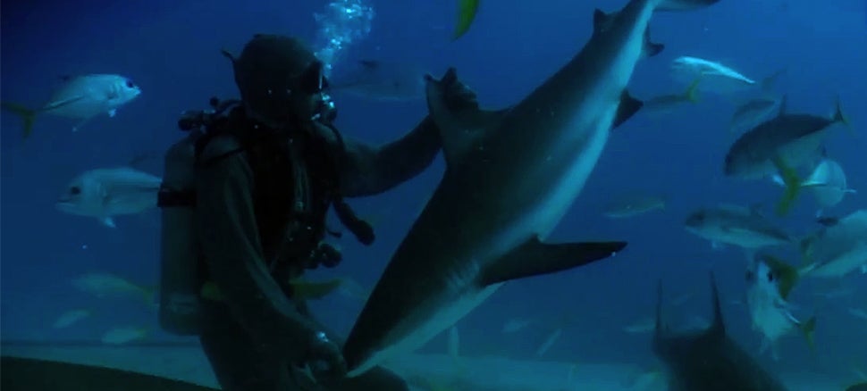 Watch a scuba diver instantly put a shark to sleep with this neat trick