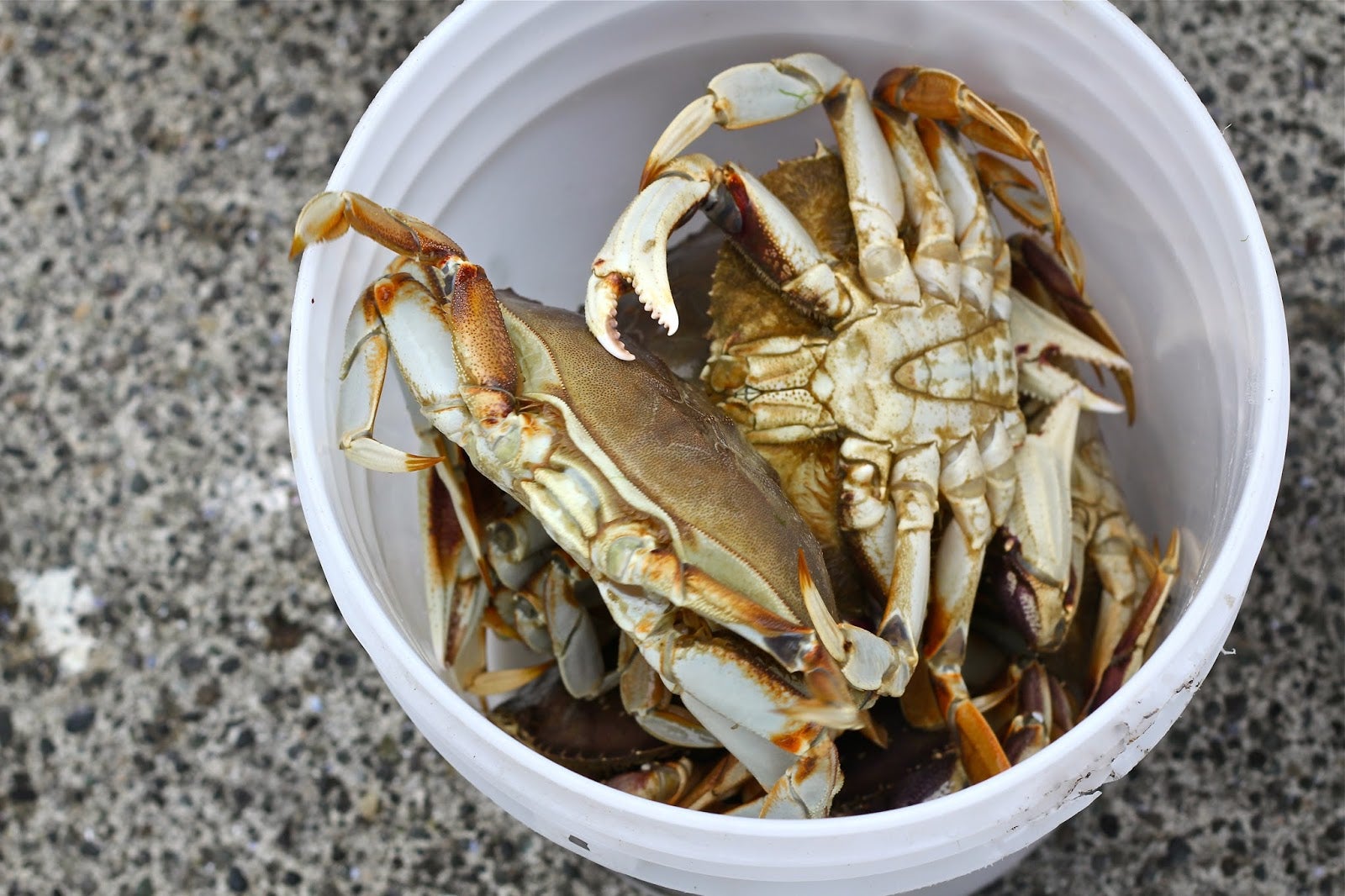 MINDSET Crabs in a Bucket The Entrepreneur Forum Talk Fastlane