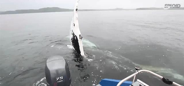 Friendly wild whale goes to fisherman and says hi waving her fin