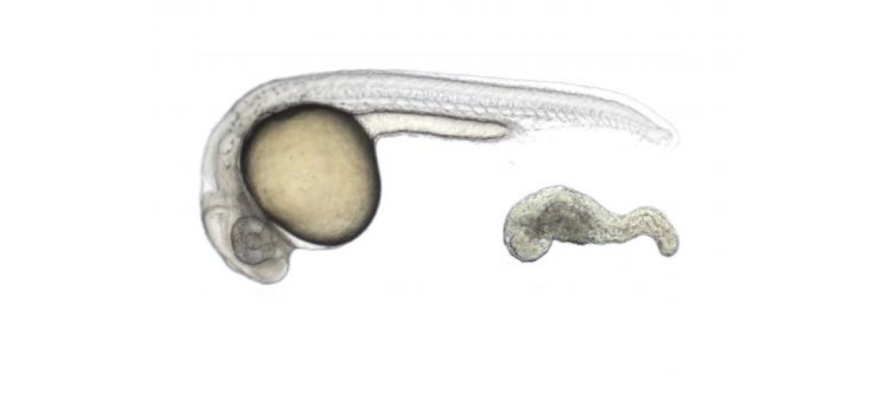 Stem Cell Researchers Just Figured Out How to Create New Embryos