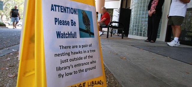 Dive-Bombing Hawks Force Florida Library-Goers to Cower Under Umbrellas