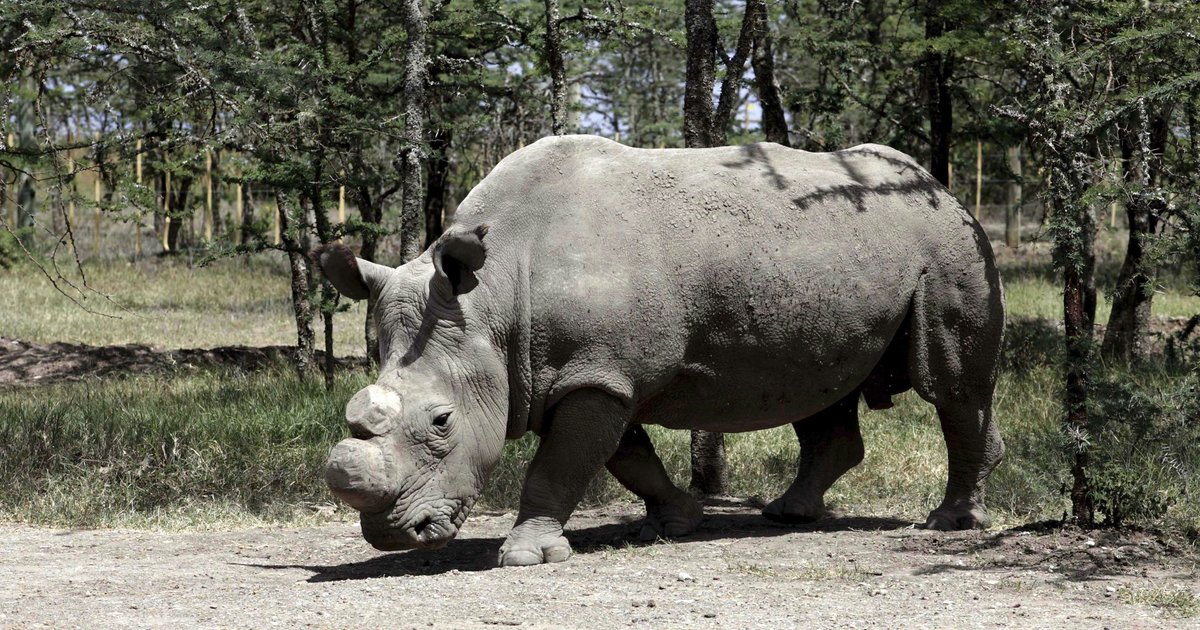 The Last Male Northern White Rhino On Earth Is Under Hour Armed