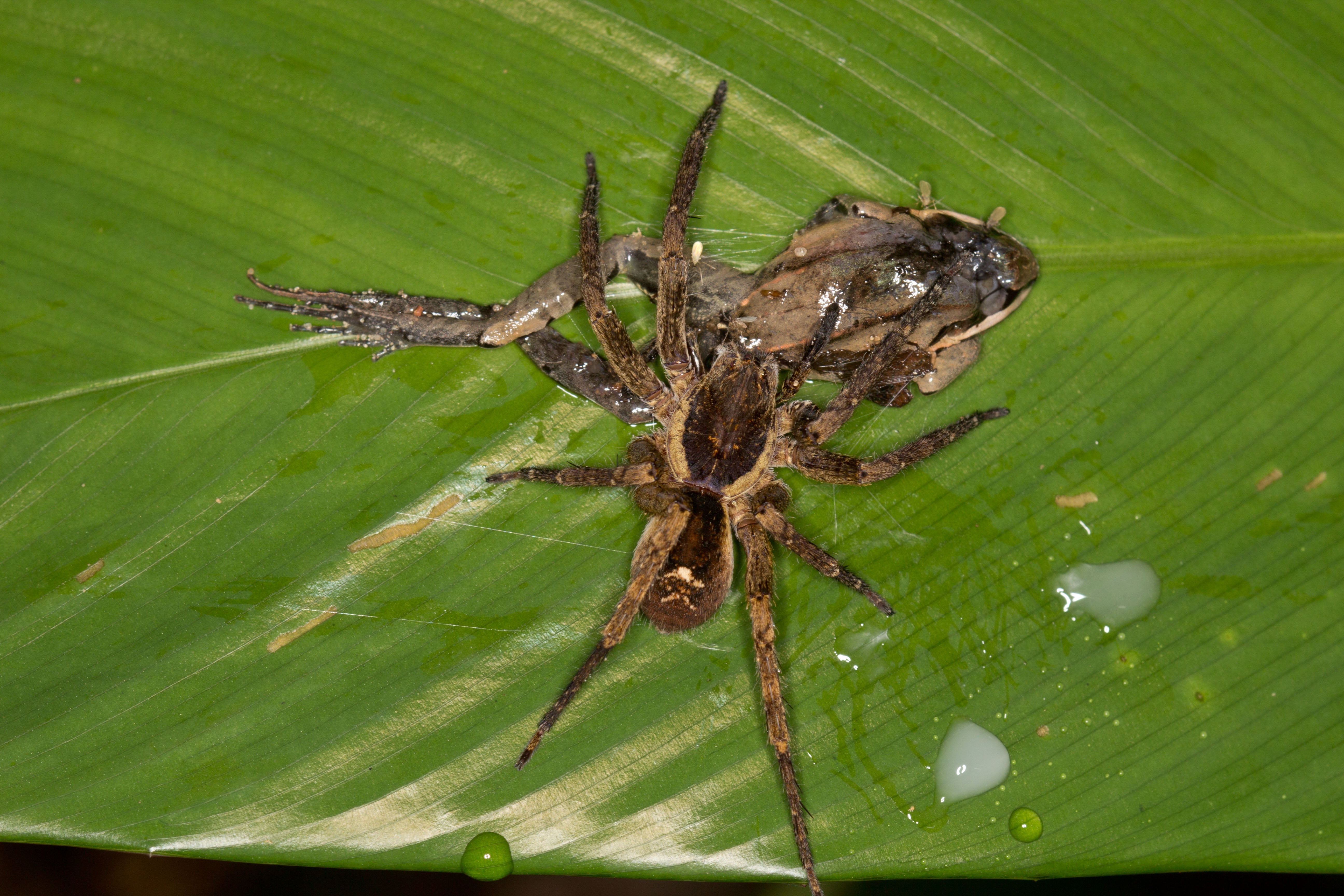Амазонский паук