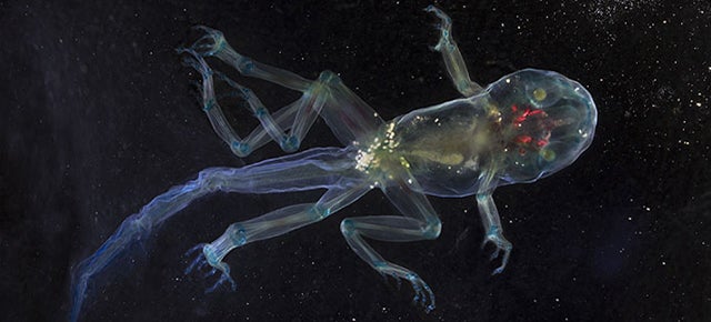 These unbelievable monsters with seven legs are actually real frogs