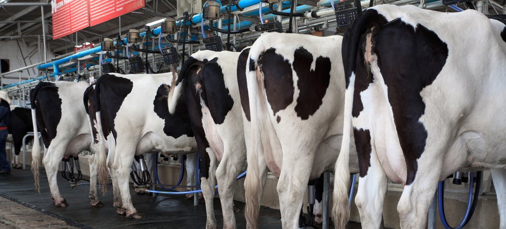 Do Cow Farts Actually Contribute to Global Warming?