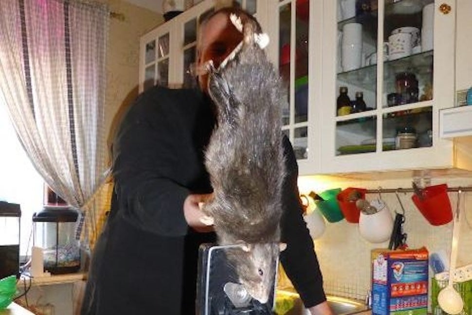 Ratzilla, the 16-Inch "Rat From Hell," Finally Captured in Sweden