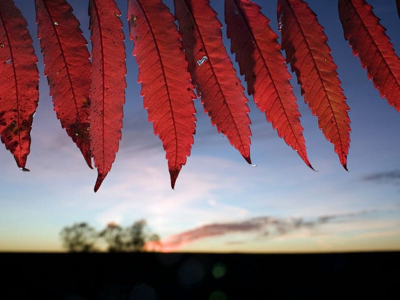 What Makes Leaves Change Color In The Fall