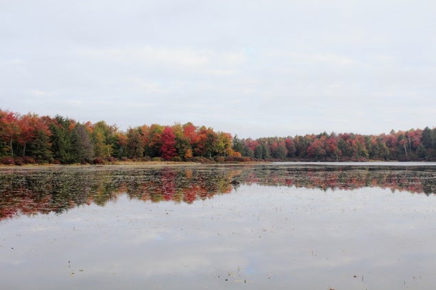 40 Stunning Photos Of Fall Foliage