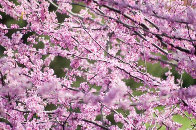 Shooting Challenge: Spring Gallery 3