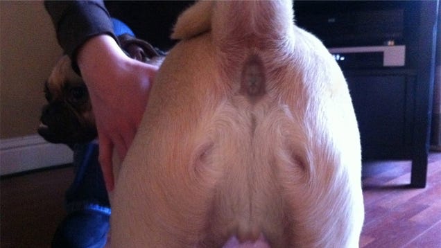 This Dog's Butthole Seriously Looks Like Jesus