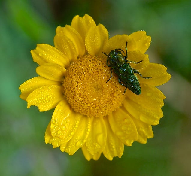 75 Close-Ups Of Bugs
