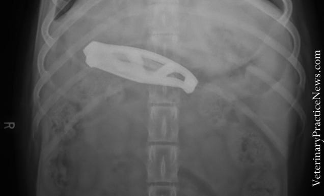 X-rays of the weird things that vets find inside pets