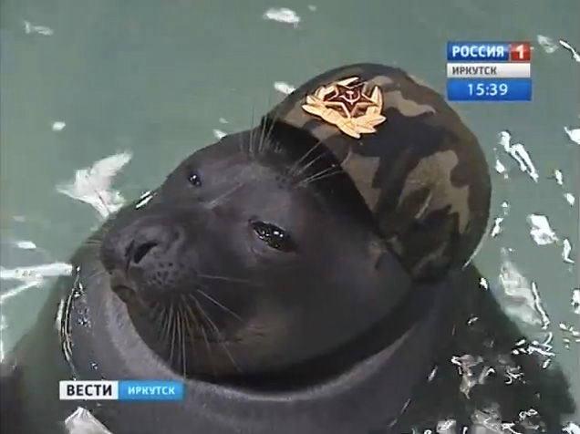 Победа! Patriotic Seals Twirl Guns, Wear Berets for Mother Russia