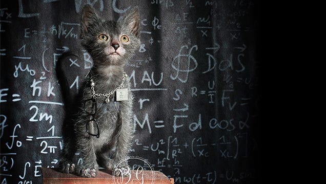 Humans create cat werewolves—and they're very cute and very spooky