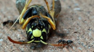 Shooting Challenge: Bugs Gallery (Part 5)