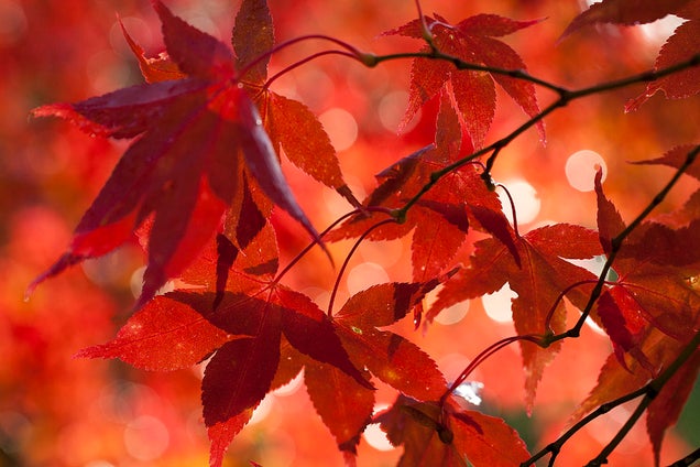 40 Stunning Photos Of Fall Foliage