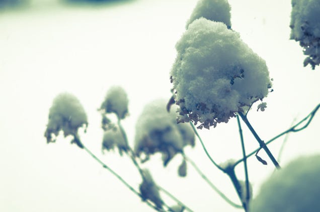 14 Frozen Photos Of The Polar Vortex