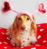 Don't Forget Your Dog This Valentine's Day