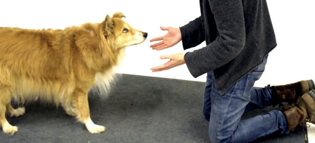 Watch more cute dogs get hilariously confused by a magic trick