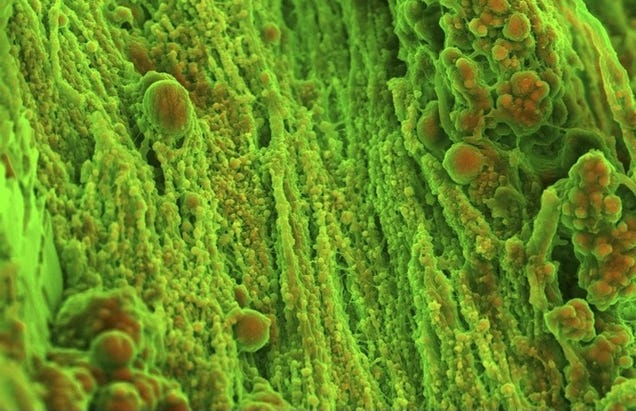 The Strange Stories Behind the Year's Best Scientific Images