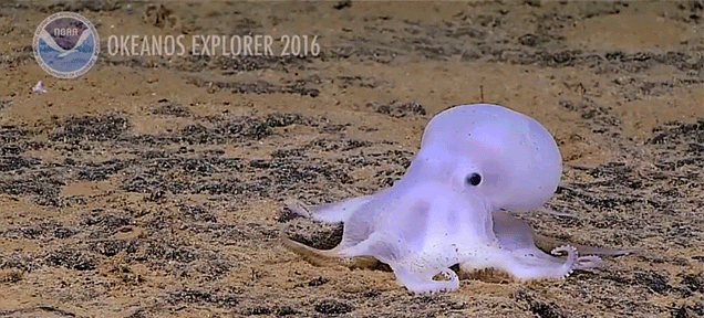 This Newly Discovered Octopus Species Totally Looks Like a Ghost