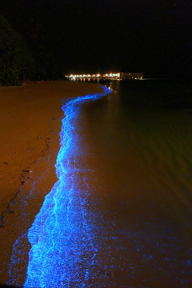 World's most beautiful beach glows like millions of stars at night