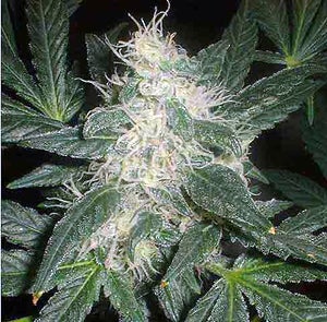 Sinus Infection? Try Marijuana!