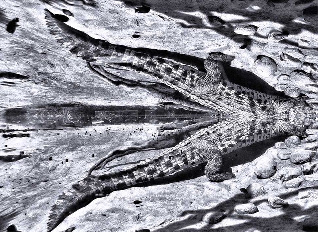 19 Photos Of (Near) Perfect Symmetry
