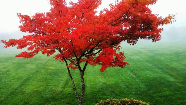 40 Stunning Photos Of Fall Foliage