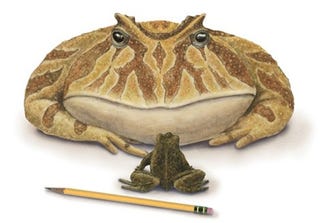 Scientists Discover a New Pac-Man Frog