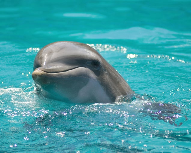 Horny Porpoise Just Kept Fucking Until He Died