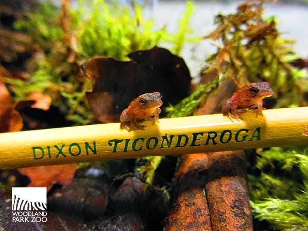 For These Tiny Frogs, a Pencil is a Log