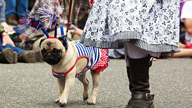 Highlights From "Puglandia," Oregon's Annual Pug Crawl