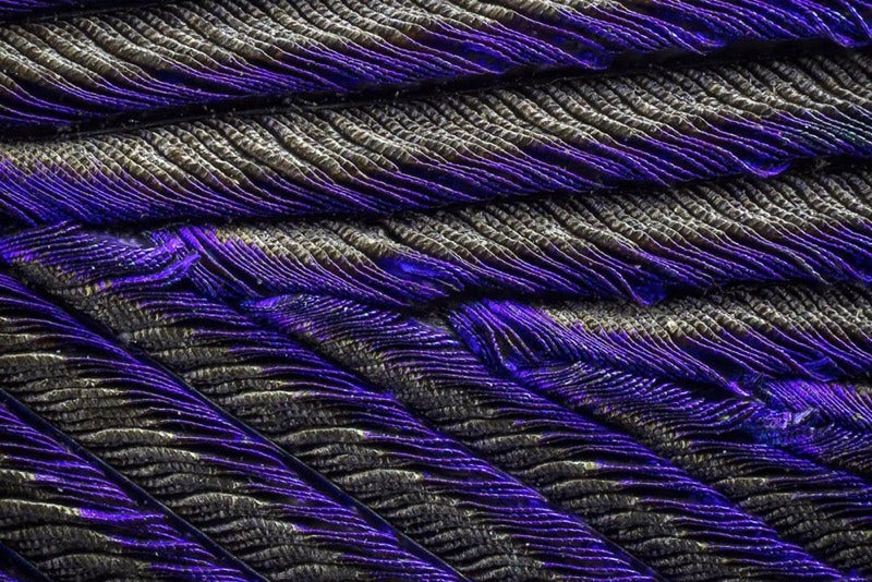 Amazing Photographs Capture the Microscopic Iridescence of Peacock Feathers